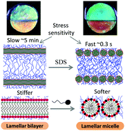 Graphical abstract: Surfactant induced bilayer-micelle transition for emergence of functions in anisotropic hydrogel