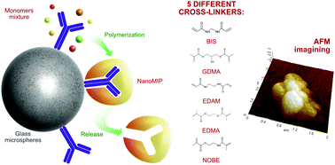 Graphical abstract: Rabbit IgG-imprinted nanoMIPs by solid phase synthesis: the effect of cross-linkers on their affinity and selectivity