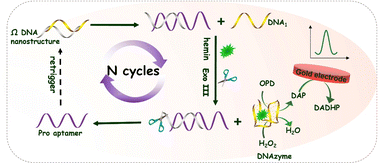 Graphical abstract: A homogeneous label-free electrochemical aptasensor based on an omega-like DNA nanostructure for progesterone detection