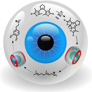 Graphical abstract: Phototransduction in a supramolecular cascade: a mimic for essential features of the vision process