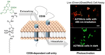 Graphical abstract: Visible light-activatable platinum(iv) prodrugs harnessing CD36 for ovarian cancer therapy