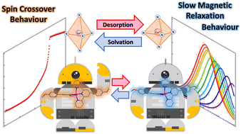 Graphical abstract: Solvation/desolvation induced reversible distortion change and switching between spin crossover and single molecular magnet behaviour in a cobalt(ii) complex