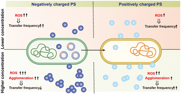 Graphical abstract: Charged nanoplastics differentially affect the conjugative transfer of antibiotic resistance genes