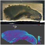 Graphical abstract: Fast and high spatially resolved multielemental mapping of otoliths using IR&UV-femtosecond laser ablation-ICP-TOFMS