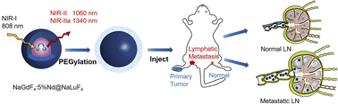 Graphical abstract: Intraoperative diagnosis of early lymphatic metastasis using neodymium-based rare-earth NIR-II fluorescence nanoprobe