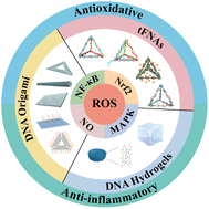 Graphical abstract: Framework nucleic acids as promising reactive oxygen species scavengers for anti-inflammatory therapy