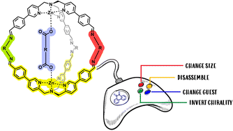 Graphical abstract: Programmed guest confinement via hierarchical cage to cage transformations