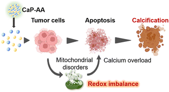 Graphical abstract: Responsive calcium-derived nanoassemblies induce mitochondrial disorder to promote tumor calcification