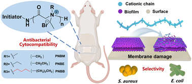 Graphical abstract: Biocompatible cationic polypeptoids with antibacterial selectivity depending on hydrophobic carbon chain length