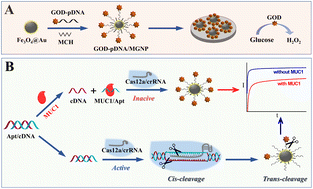 Graphical abstract: An electrochemical method based on CRISPR-Cas12a and enzymatic reaction for the highly sensitive detection of tumor marker MUC1 mucin