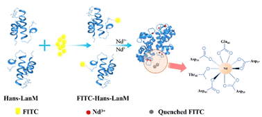 Graphical abstract: A lanmodulin-based fluorescent assay for the rapid and sensitive detection of rare earth elements