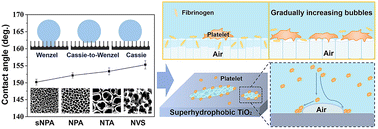 Graphical abstract: Unraveling the mystery: effect of trapped air on platelet adhesion on hydrophobic nanostructured titanium dioxide