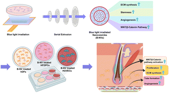 Graphical abstract: Strengthening the cellular function of dermal fibroblasts and dermal papilla cells using nanovesicles extracted from stem cells using blue light-based photobiomodulation technology