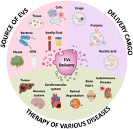 Graphical abstract: Engineered extracellular vesicles: an emerging nanomedicine therapeutic platform