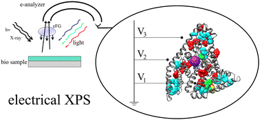 Graphical abstract: Electrical XPS meets biology: in situ chemo-electrical sensing and activation of organic materials