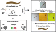 Graphical abstract: Influence of humic acid and UV-irradiation on iron-based nanoparticle toxicity in Girardia tigrina