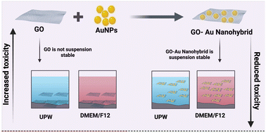 Graphical abstract: Designing safer nanohybrids: stability and ecotoxicological assessment of graphene oxide–gold nanoparticle hybrids in embryonic zebrafish