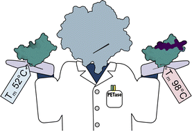 Graphical abstract: Investigating the effect of fusion partners on the enzymatic activity and thermodynamic stability of poly(ethylene terephthalate) degrading enzymes