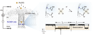 Graphical abstract: Electrochemical kinetic fingerprinting of single-molecule coordinations in confined nanopores
