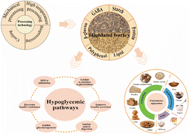 Graphical abstract: Review on mechanisms of hypoglycemic effects of compounds from highland barley and potential applications