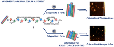 Graphical abstract: Sequence-controlled divergent supramolecular assembly of polyproline helices into metallo-peptide nanoparticles