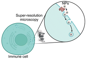 Graphical abstract: Unveiling nanoparticle–immune interactions: how super-resolution imaging illuminates the invisible