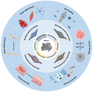 Graphical abstract: Bioactive surface-functionalized MXenes for biomedicine