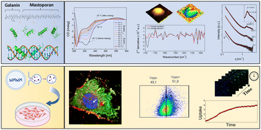 Graphical abstract: Structure–activity relationships of DNA nanocarriers based on the amphipathic cell penetrating peptide transportan 10