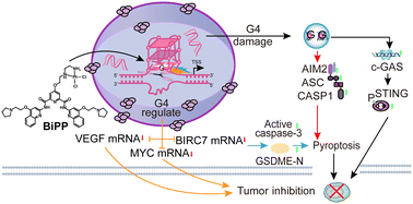 Graphical abstract: G-quadruplex-guided bifunctional platinum complexes induce multiple pyroptosis pathways for antitumor therapy