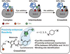 Graphical abstract: Proximity-enhanced cysteine–histidine crosslinking for elucidating intrinsically disordered and other protein complexes