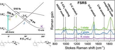 Graphical abstract: Mapping photoisomerization dynamics on a three-state model potential energy surface in bacteriorhodopsin using femtosecond stimulated Raman spectroscopy
