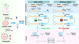 Graphical abstract: Nicking enzyme assisted amplification combined with CRISPR-Cas12a system for one-pot sensitive detection of APE1