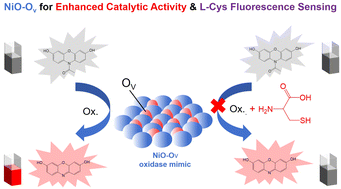 Graphical abstract: Oxygen vacancy-enriched NiO nanozymes achieved via facile annealing in argon for detection of l-Cys