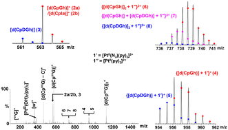 Graphical abstract: Mass spectrometry analysis reveals the distinct reaction pathways of d(CpoxG) with a photoactivatable Pt(iv) anticancer prodrug