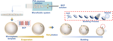 Graphical abstract: Microfluidics-driven templating preparation of polymer vesicles with tailorable dimensions and rapid cellular internalization