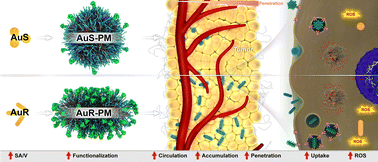 Graphical abstract: Effect of nanomicelle morphology on peptide activity and ROS generation for enhancing chemotherapy efficacy in breast cancer
