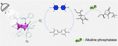Graphical abstract: Colorimetric ALP detection with a ligand-exchanged Au8 cluster