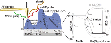 Graphical abstract: Ultrafast transient s-SNOM nanoscopic measurement of charge transfer between a ruthenium complex and a MoS2 monolayer