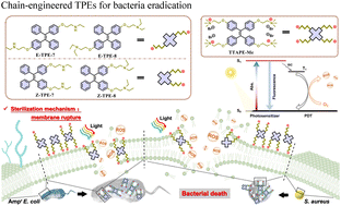 Graphical abstract: Chain-engineered tetraphenylethylene derivatives for potent antimicrobial activity against pathogens