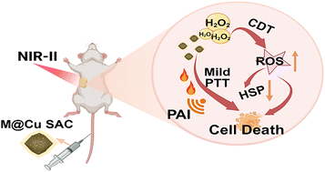 Graphical abstract: A membrane camouflaged copper single-atom nanozyme for combined mild photothermal and chemodynamic therapy