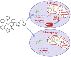 Graphical abstract: A mitochondria-targeted iridium complex activates anti-tumour immunity by regulating zinc homeostasis in cancer cells and macrophages