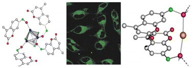 Graphical abstract: Phosphinoamine coinage metal complexes with a coumarin fluorophore: synthesis, characterization, and in vitro (photo)cytotoxicity