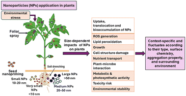 Graphical abstract: Size-based dynamics of nanoparticles in plant growth and environmental stress tolerance: potential benefits and hazards