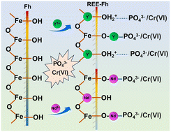 Graphical abstract: Adsorption and structural incorporation of light and heavy rare earth elements on ferrihydrite: implications for phosphate and Cr(vi) sequestration