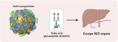 Graphical abstract: Decoration of gold nanoparticles with glycopeptides leads to a lower cellular uptake and liver retention