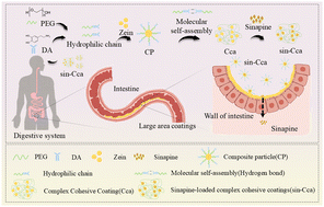 Graphical abstract: Preparation and characterization of zein-based nano-assembled bioadhesive coatings for prolonged gastrointestinal retention of sinapine