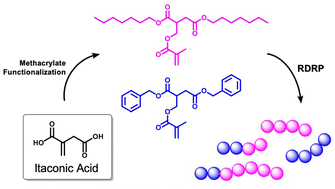 Graphical abstract: Expanding the polymerization potential of itaconic acid through methacrylate functionalization