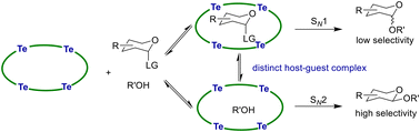 Graphical abstract: A macrocyclic chalcogen bonding catalysis system