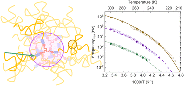 Graphical abstract: Chain dynamics in polyisoprene stars with arms linked by dynamic covalent bonds to the central core
