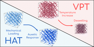 Graphical abstract: Hyper-auxeticity and the volume phase transition of polymer gels